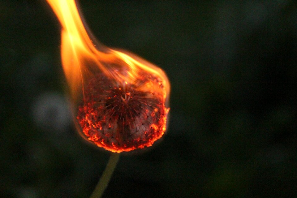 Dandelion fire burns