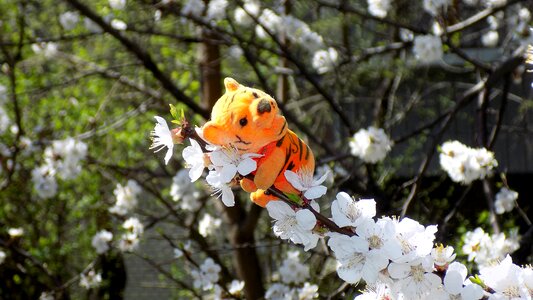 Toy cherry bloom