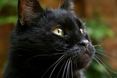 Black domestic cat cat face photo