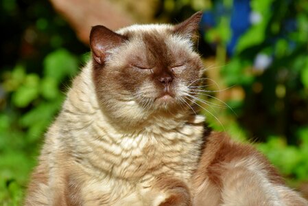 Mieze british shorthair cat thoroughbred photo