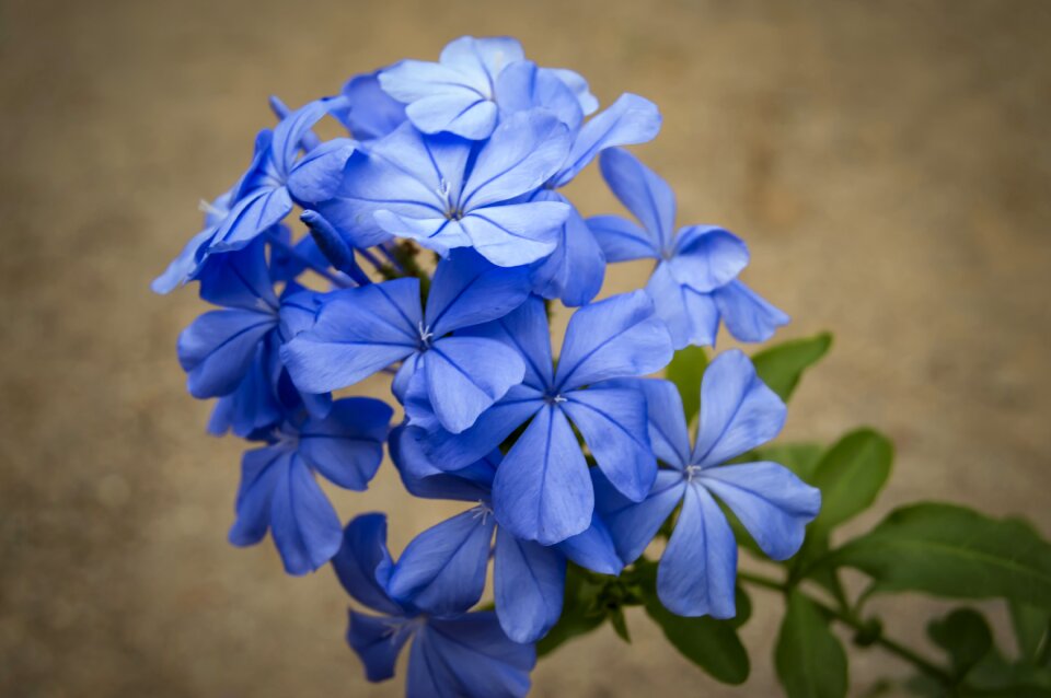 Beauty flora nature