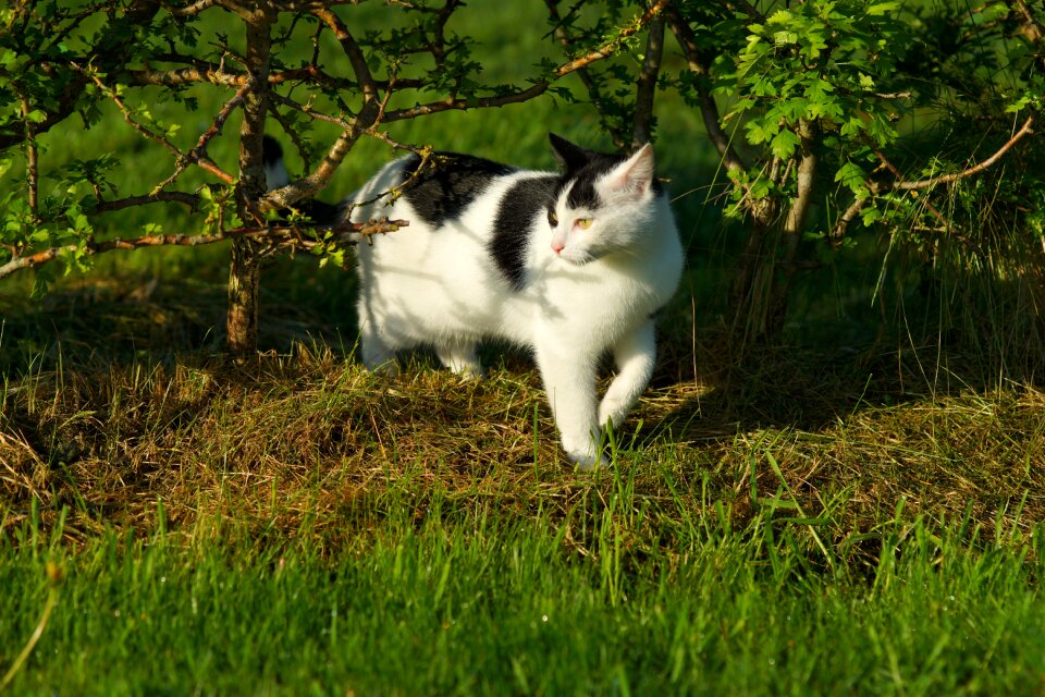 Cat face animal pet