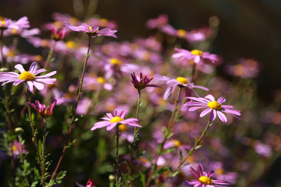 Plants wildflower fall flowers
