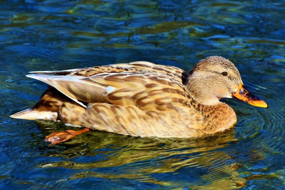 Duck bird bill poultry