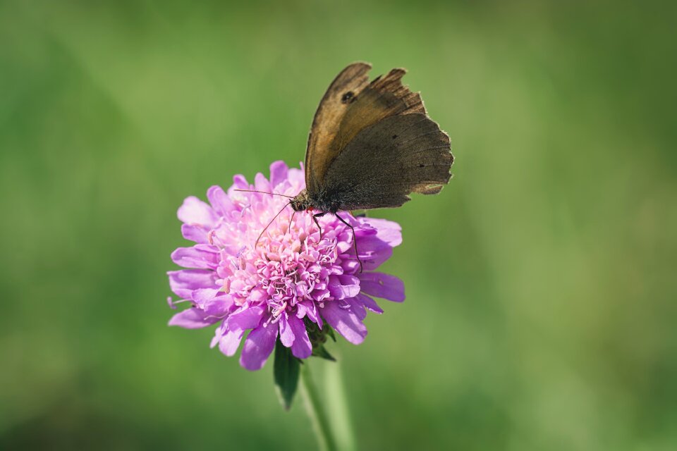 Nature summer pointed flower