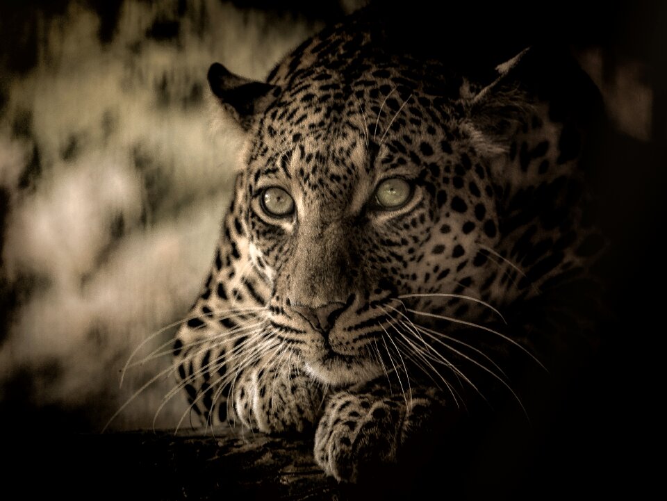 Predator feline carnivore
