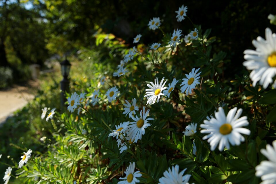 Plants wildflower fall flowers
