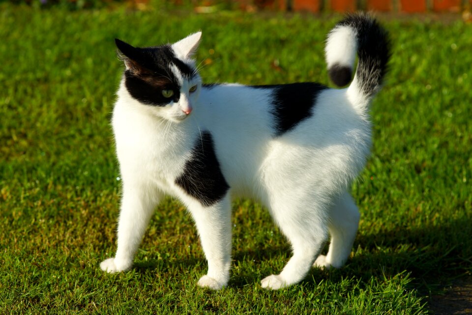 Cat face animal pet