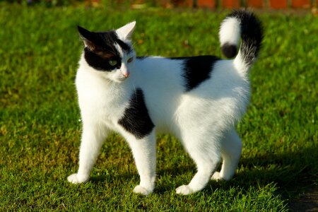 Cat face animal pet