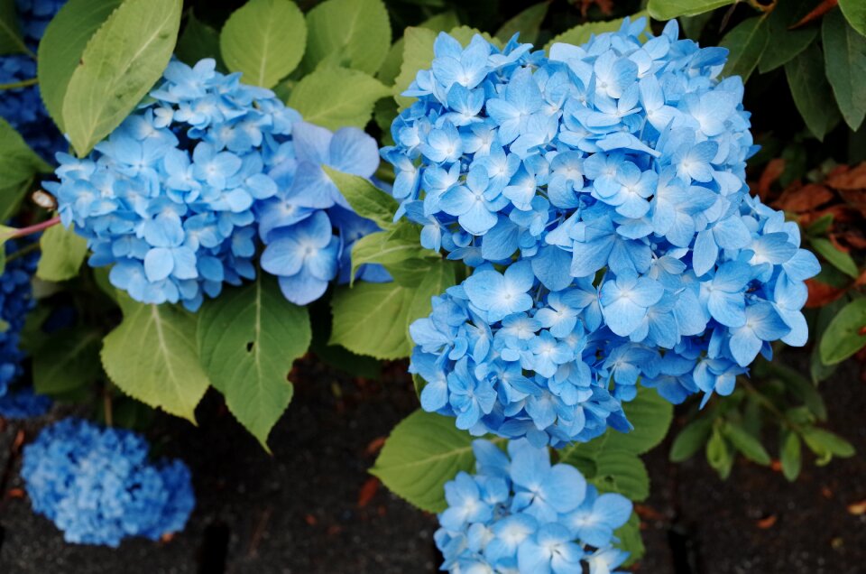 Natural green leaf language of flowers