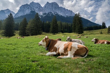 Landscape summer mountains photo