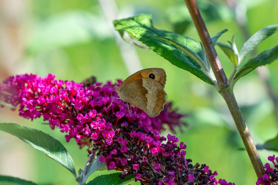 Edelfalter lycaon lilac