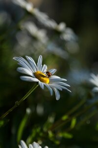 Plants wildflower fall flowers