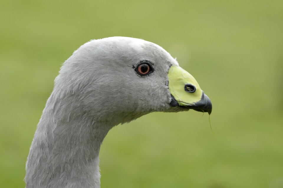Nature animal geese