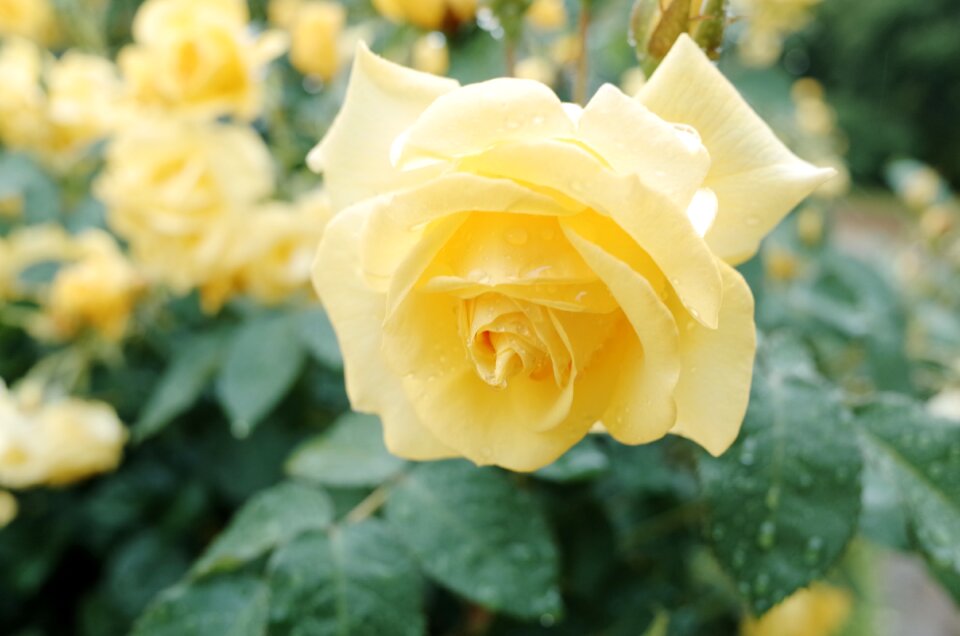 Yellow garden natural