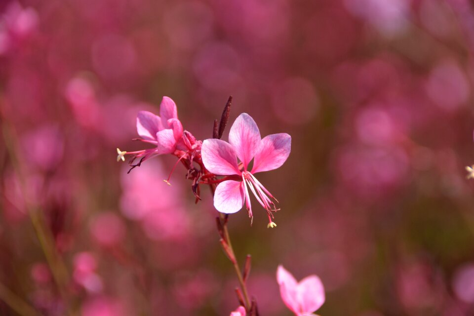 Pink flowers autumn