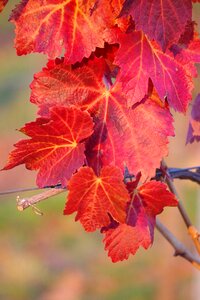 Leaves fall color fall foliage