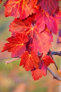 Leaves fall color fall foliage photo