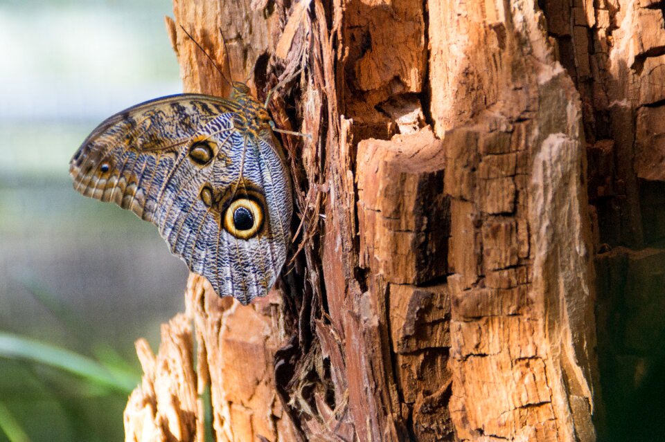 Butterfly tree nature