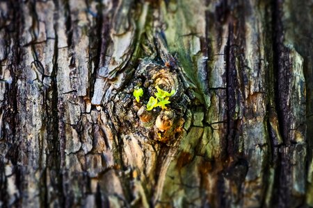 Nature structure green