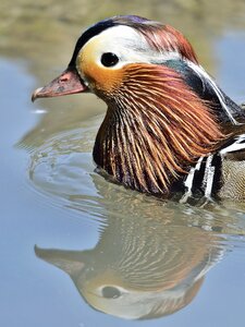 Plumage bird anatidi photo