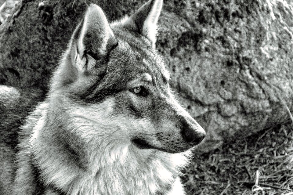 Wolf nature animal