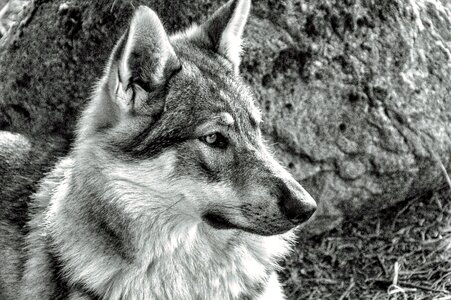 Wolf nature animal