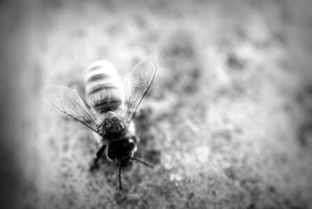 Pollen insect art