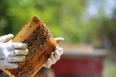 Apiary honeycomb wax