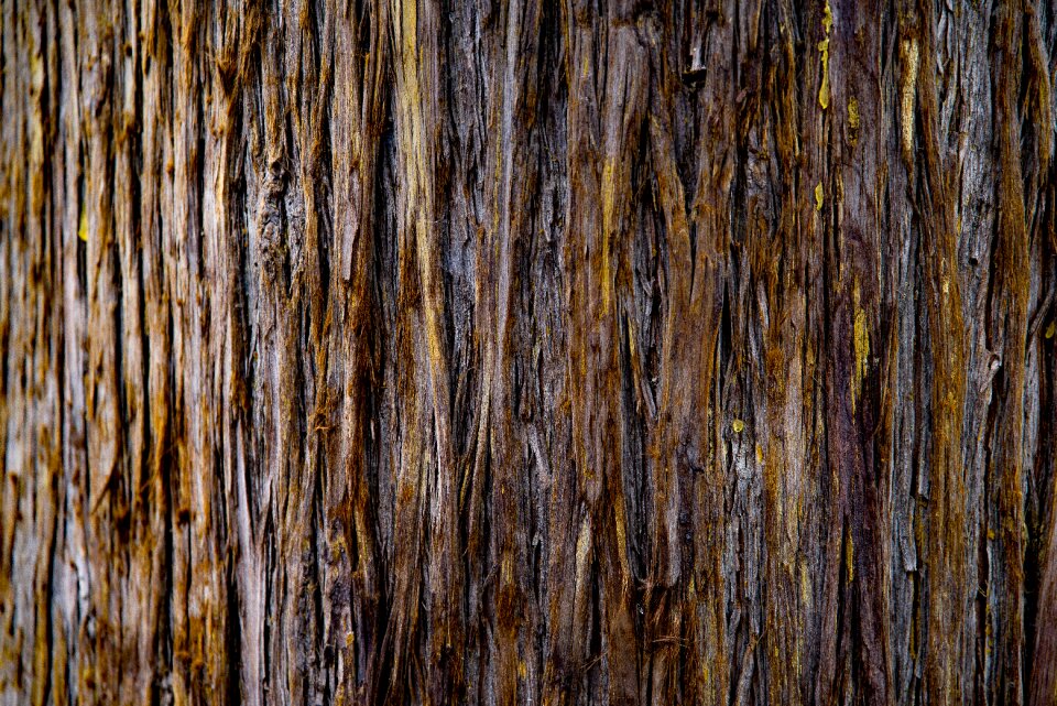 Wood cypress nature