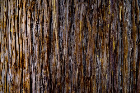 Wood cypress nature photo