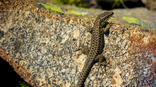 Lizard nature reptile photo