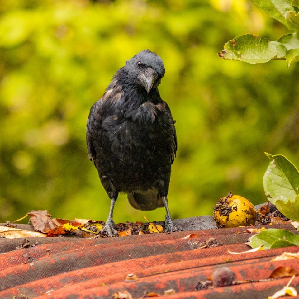 Plumage autumn animal