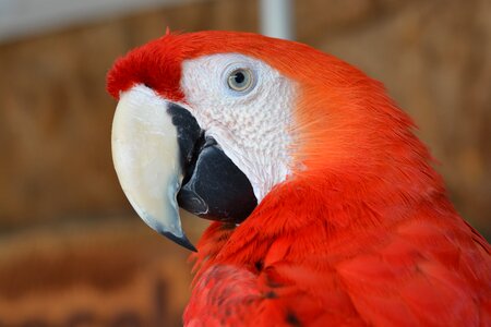Exotic colorful bird