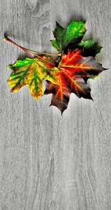 Nature autumn leaves