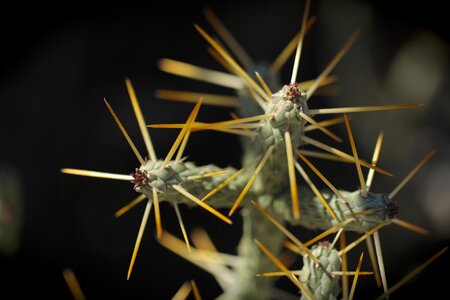 Prickly spiked pincushion photo