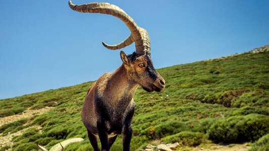 Male horns wild animal