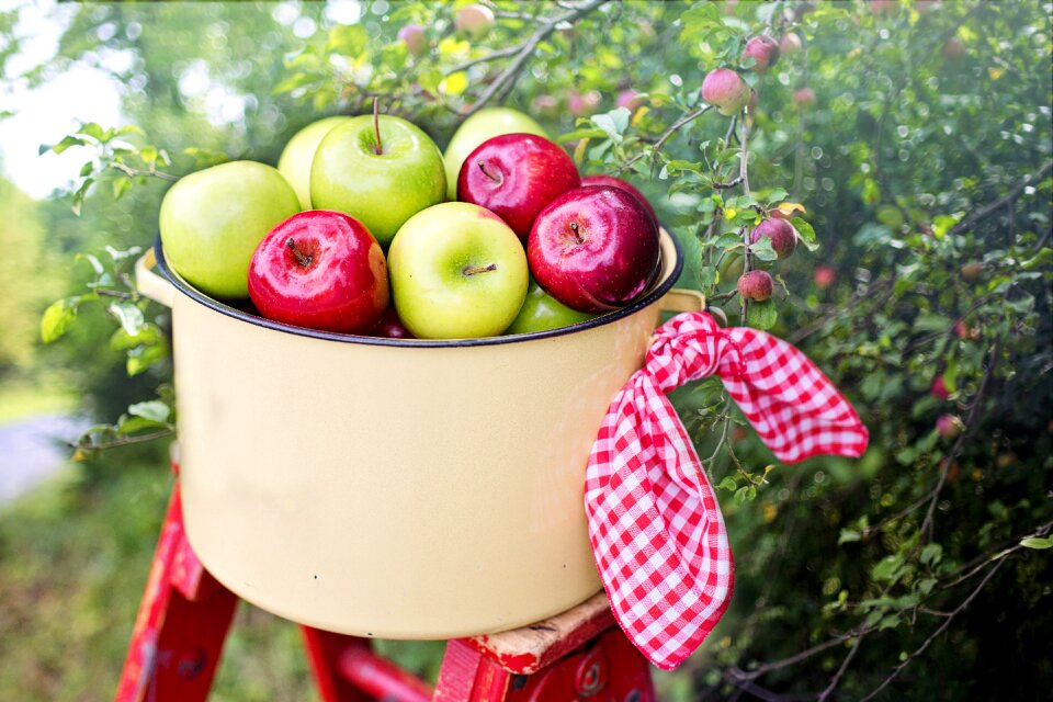 Picking apples red green
