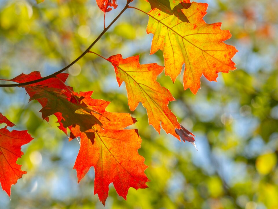 Colorful tree nature