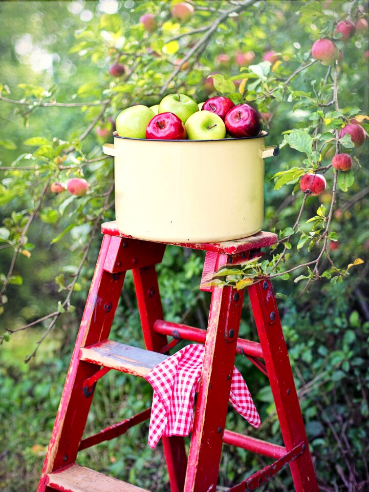 Picking apples red green