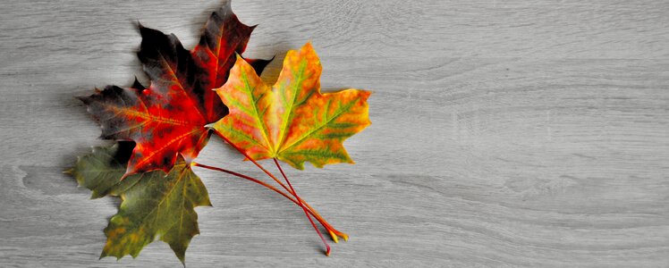 Colored nature red