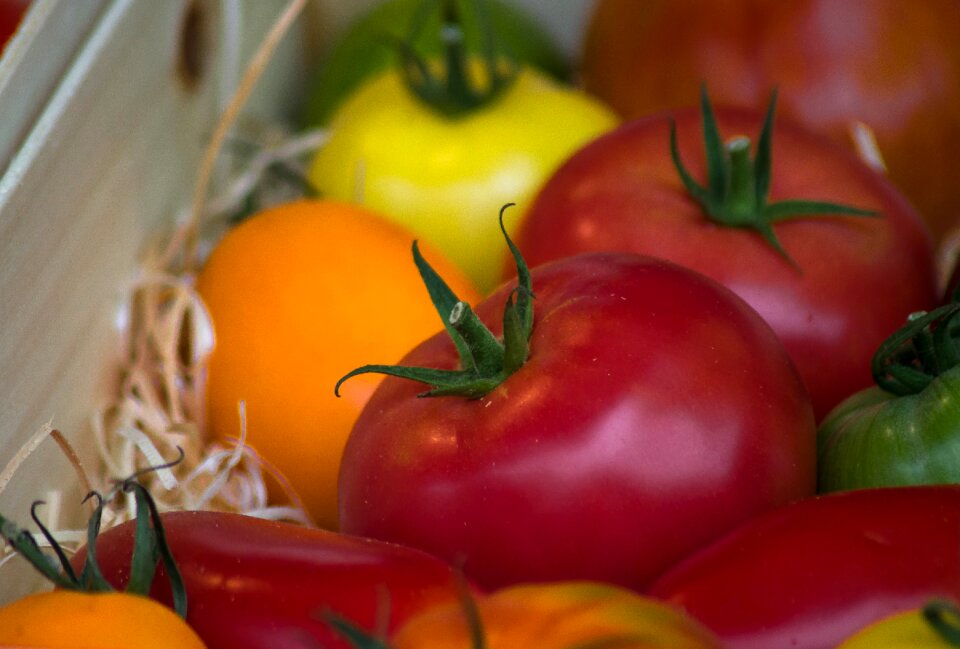 Vegetables harvest garden
