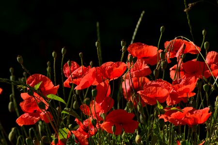 Red poppy thriving mohnfeld red photo