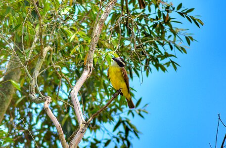 Pity trees birds