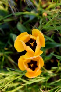 Spring blossom bloom photo