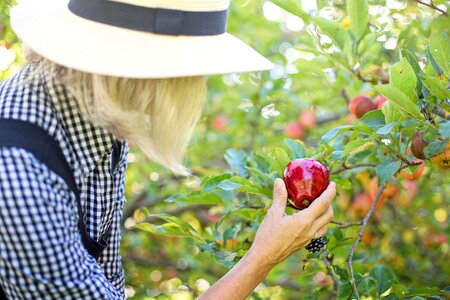 Fruit healthy nature