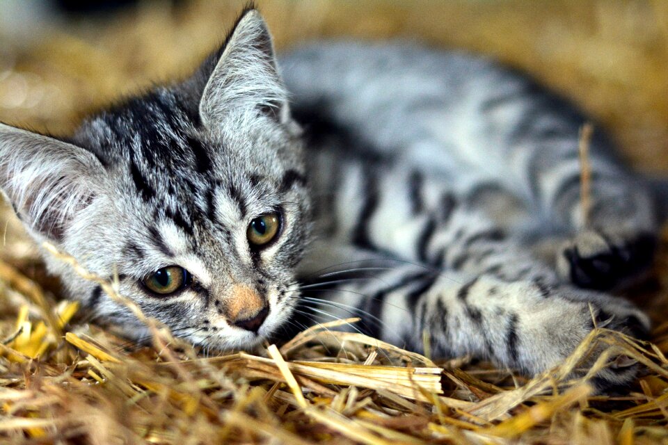Mackerel domestic cat pet