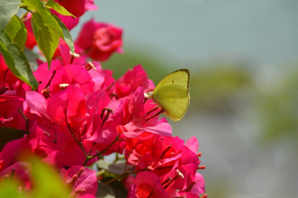 Butterfly floral petal