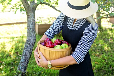 Harvest basket fruit