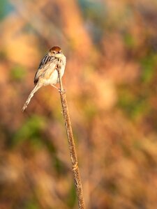 Nature wildlife sparrow photo